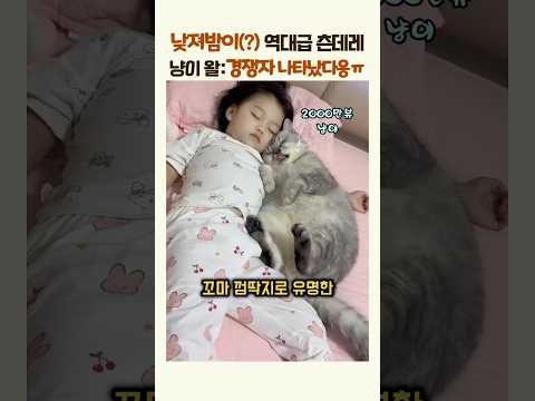 (2000만뷰 3탄?)낮져밤이(?) 츤데레 냥이의 경쟁자가 나타났다!!??? #동물 #고양이 thumbnail
