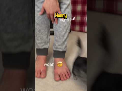 Mission: Chinpossible 🐭 🕵️‍♂️ ✈️ #chinchilla #missionimpossible #stunt #pets #shorts #cute thumbnail