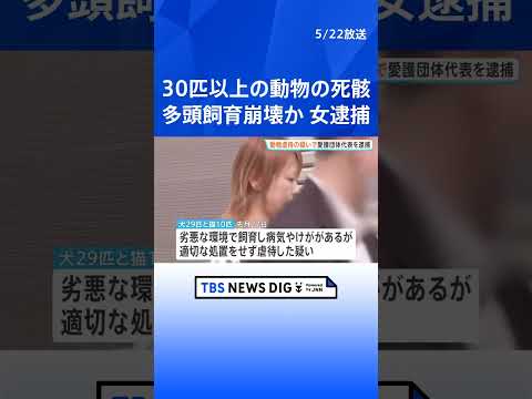 動物愛護団体代表の47歳女を動物愛護法違反の疑いで逮捕　犬猫39匹を劣悪な環境で飼育するなど虐待した「多頭飼育崩壊」か　自宅には30匹以上の動物の死骸が散乱｜TBS NEWS DIG #shorts thumbnail