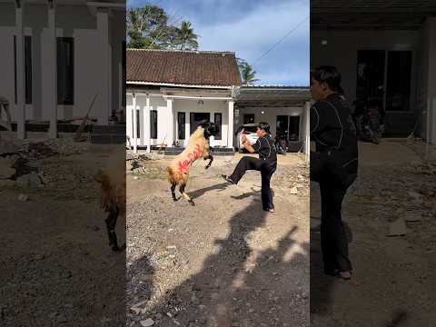 Mas preman di seruduk kambing kurban #shorts #minivlog #bocilwargads #maspreman thumbnail