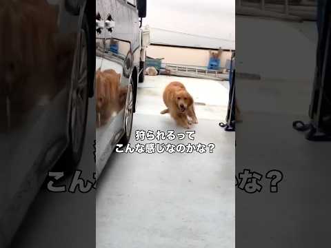 愛犬と戯れていたら狩猟本能が目覚めてしまい飼い主を狩ろうとするゴールデンレトリバー #ゴールデンレトリバー #レトリバー #ハンター #shorts thumbnail