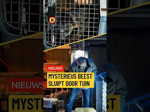 Mysterieus beest sluipt door tuin | #ontsnapt thumbnail