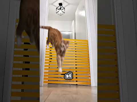 Il suo gatto ha un talento terrificante🤯 thumbnail