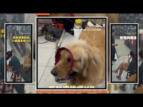 阿金趁爸不注意搶走零件 還躲小姐姐身後好賊XD thumbnail