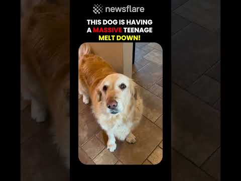 Golden Retriever Has a Teenage Meltdown thumbnail