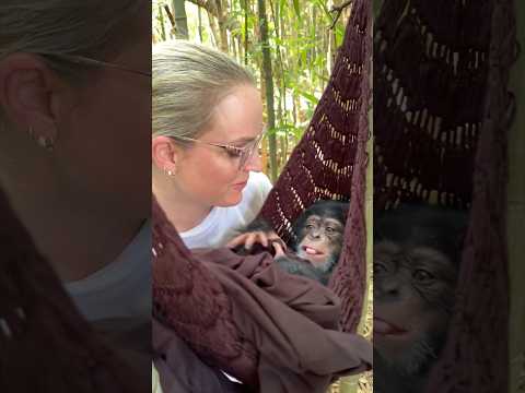 Baby Vānara #cute #baby #bamboo #forest #chimp thumbnail