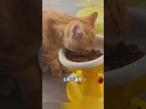 把猪饲料掺在猫粮里面了吧？#猫咪 #搞笑 #万万没想到 #离谱 thumbnail