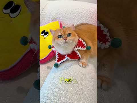 Ha provato a curare il gatto... ma ha solo peggiorato la situazione! thumbnail