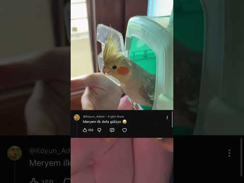 Kızımın kuşumla olan etkileşimine yapılan komik yorumlar 😀 thumbnail