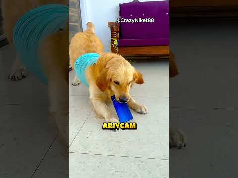 Köpeği Yüzünden Neredeyse Hapse Giriyordu.. ❗? (Credit: CrazyNiket88 /YT) thumbnail