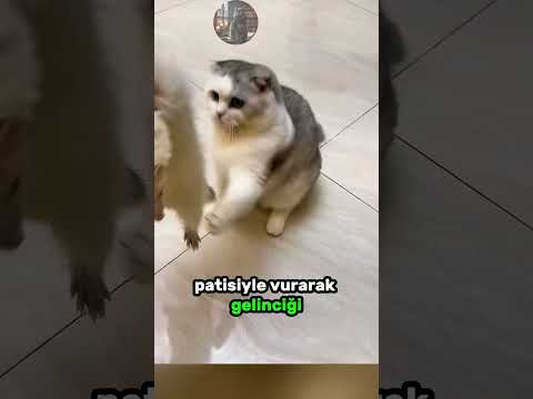 Gelincik Arkadaşının Gittiğini Düşünen Masum KEDİ! 🐈 🦦 💔 thumbnail