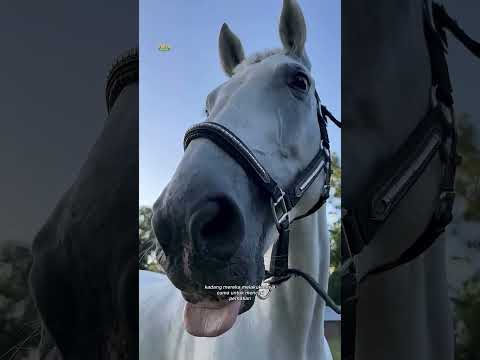 fakta unik kuda yang mungkin tidak diketahui orang 🐎 #shorts thumbnail