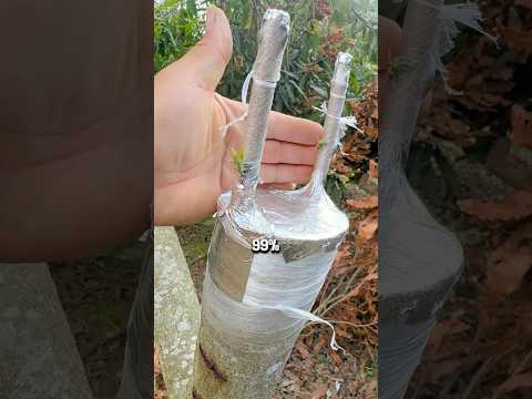 Как китайцы прививают взрослые деревья? #сад #дача #огород thumbnail
