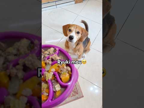 RYUKI MELAS MINTA MAKAN‼️🥺  JANGAN LUPA BERDOA SEBELUM MAKAN YAA🥰🙏🏻 #shorts #anjinglucu thumbnail
