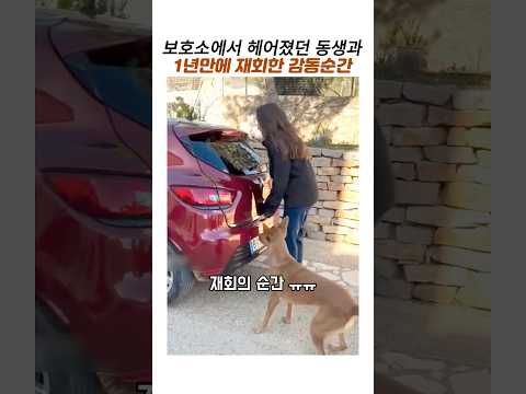보호소에서 헤어진 동생과 1년만의 기적같은재회#유기견입양 #감동동물 #강아지 감동 재회 thumbnail