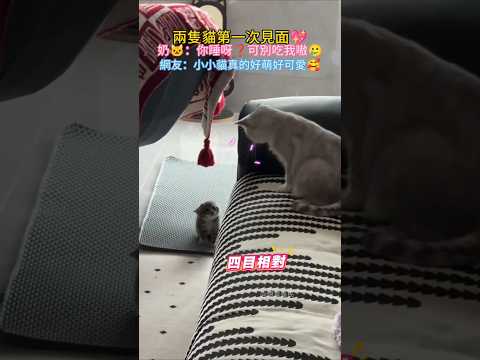 兩隻貓第一次見面⚡ 小🐱：你咋恁大😳可北吃我嗷🥺 網友：小奶貓真的太可愛啦🥰 #cat #cute #funny #shorts #funnyshorts thumbnail