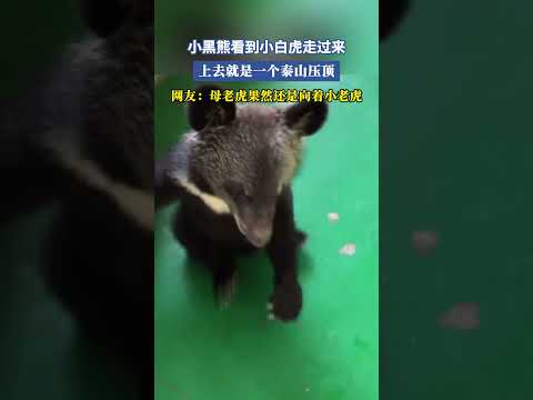 小黑熊看到小白虎走過來，去就是一個泰山壓頂，網友：母老虎果然還是向著小老虎 #共鳴 #大熱門 thumbnail
