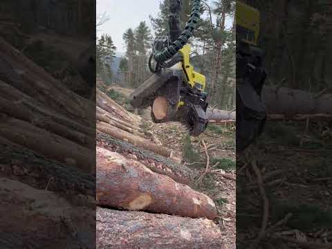 Pure forestry power: the John Deere 1270G dominating the forest 🌲 #forest #johndeere #harvester thumbnail