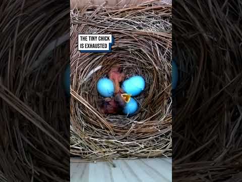 She laid five beautiful eggs, but their hatching changed everything ?? #shorts #birds #wildlife thumbnail