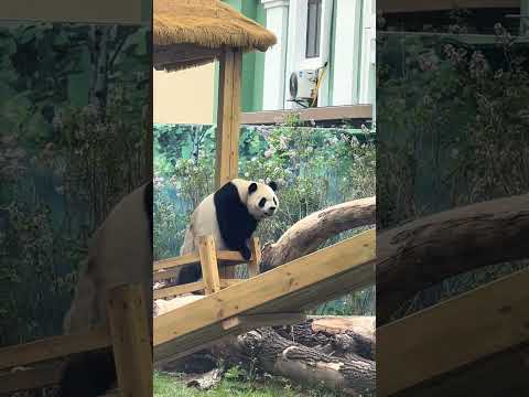 Our pandas have plenty of strength… and plenty of tricks too 🐼💪😄 thumbnail