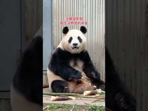 再次聽到爺爺聲音的福寶 福寶和爺爺分別好久了，但是當爺爺千裡迢迢來看它並喊出它的名字時，它一下就愣住了～ #大熊貓福寶 #大熊貓福寶和爺爺 #萬物皆有靈性 thumbnail