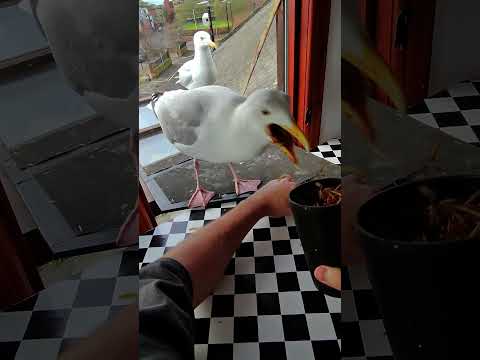 My Pet Seagull Stands On My Arm!! thumbnail