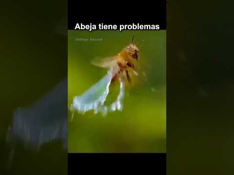 ABEJA TIENE PROBLEMAS thumbnail