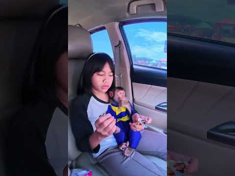 MomenCia merajuk gak di kasih key Coklat kacang Almond 🤭😂 #shortvideo #monkey #short #monyet #funny thumbnail