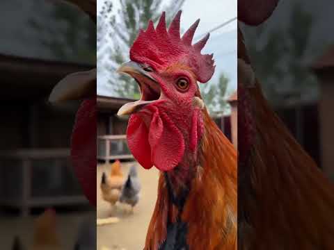頂不住根本頂不住。 #公雞中的戰鬥雞 #動物的迷惑行為 #動物搞笑視頻 #散養戰鬥雞 #動物成精 thumbnail