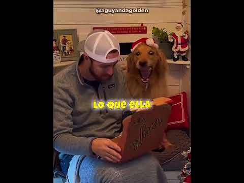 La Navidad de este Golden Retriever pega diferente ♥️? thumbnail