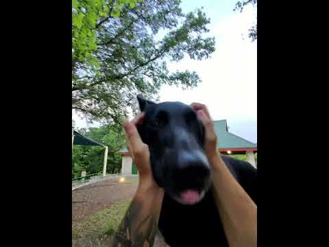 How would your dog have done? thumbnail