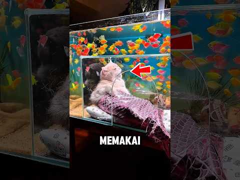 Kucing ini Sampai Punya Aquarium Mewah Karena Tingkahnya Kayak Putri Duyung! thumbnail