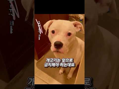 개고기 금지해야 하는 이유 thumbnail