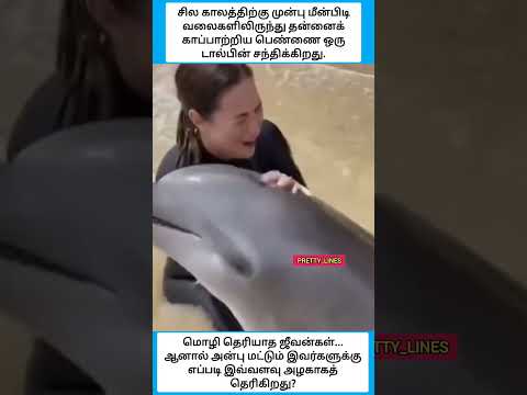 மொழி தெரியாத ஜீவன்கள்... ஆனால் அன்பு மட்டும் இவர்களுக்கு எப்படி இவ்வளவு அழகாகத் தெரிகிறது #shorts thumbnail
