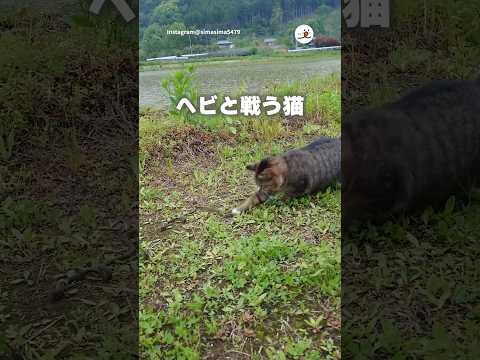古いロープと戦う猫｜PECO thumbnail