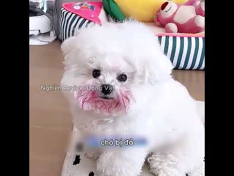 Đây là một chú chó thông minh nhất mà tôi từng thấy. thumbnail