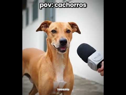 o cachorro tava armado kkkkk l #humor #engraçado #cachorro #shorts thumbnail