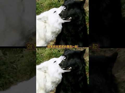 当用一体双魂的动物塑设定打开你的oc #oc #动物塑 #黑白 #万万没想到 thumbnail