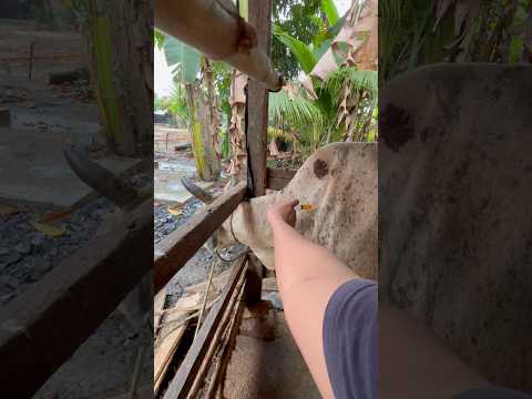 Perawatan sapi dengan menyuntikkan penguat vitamin #shorts thumbnail