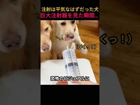 注射は平気なはずだった犬、巨大注射器を見た瞬間… thumbnail