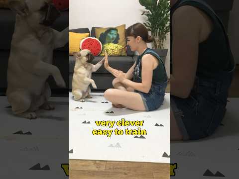 What Makes French Bulldogs Special? ** The LAST ONE Killed Me 😂 thumbnail