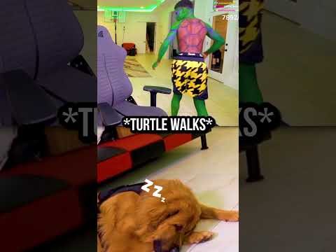 This Ninja Turtle Really Loves His Dog! ?❤️‍? thumbnail