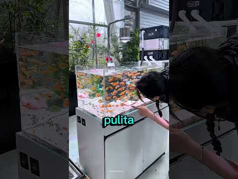 Ha per sbaglio pulito tutto l’acquario?? thumbnail