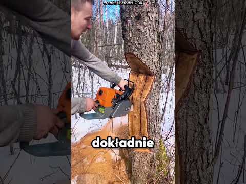 Dlaczego ten człowiek bierze fortunę za ścięcie drzewa!#shortvideo#viral thumbnail