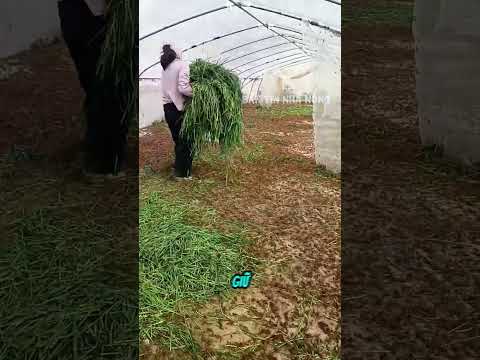 Cô gái nuôi hàng triệu con châu chấu trong nhà màng để làm giàu thumbnail