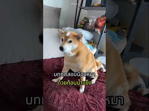 ทดสอบนิสัยน้องหมาด้วยก้อนน้ำแข็ง thumbnail