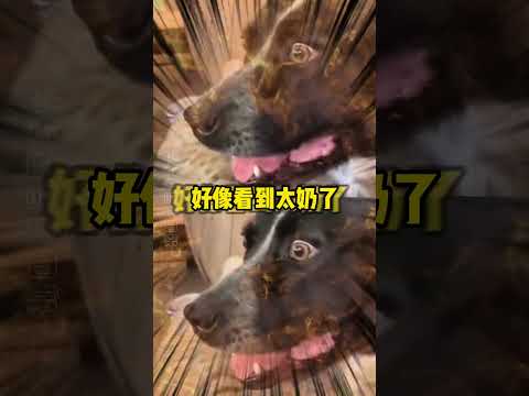 狗子不语，只是一味的眼神示意！#搞笑#万万没想到#离谱 thumbnail