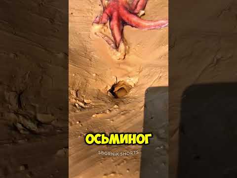 Осьминог пролез в щель ради добычи! thumbnail