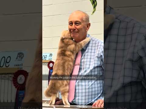 The kitty is giving it their all at the cat show.. #catshow #cats #funnycat #cutecats #cutepets thumbnail