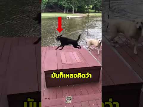 หมาช่วยคนตกน้ำ #shorts #อาหารสมอง thumbnail